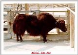 Indiapolis Zoo - Domestic Yak