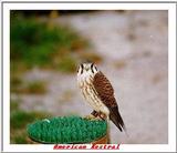 Indiapolis Zoo - American Kestrel (Falco sparverius)