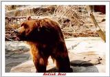 Indiapolis Zoo - Kodiak Bear