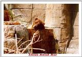 Indiapolis Zoo - Kodiak Bear