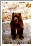 Indiapolis Zoo - Kodiak Bear