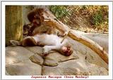 Indiapolis Zoo - Japanese Macaque (Snow Monkey)