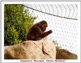 Indiapolis Zoo - Japanese Macaque (Snow Monkey)