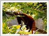 Indiapolis Zoo - Red Panda
