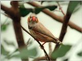 Friedrichsruh Butterfly Garden - they have birds, too - Zebra finch or what?