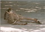 More of that Frankfurt Zoo Zebra foal - is that really more comfortable?