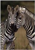 Visit Wildcare - zebra01.jpg (1/1)