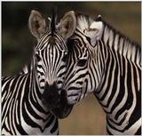 Visit Wildcare - zebra1a.jpg (1/1)