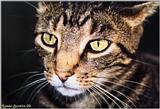 Zigger