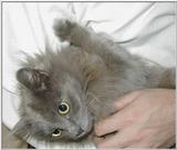 Ziggy (2-3/5)