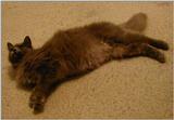 Ziggy the Supermodel Cat! ;) [1/3]