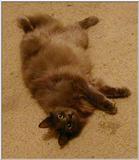 Ziggy [3/3]