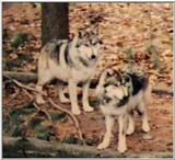 Animal flood! - wolves.jpg