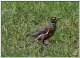Animal flood! - robin.jpg