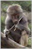 Animal flood! - baboon.jpg