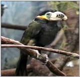 Animal flood! - barbet.jpg
