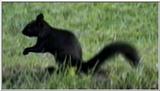 Animal flood! - blaksqrl.jpg
