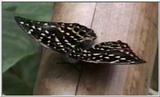 Animal flood! - butterfly.jpg