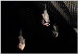 Animal flood! - bats.jpg