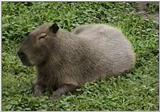 Animal flood! - capybara.jpg