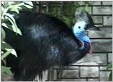 Animal flood! - cassowary.jpg