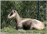 Animal flood! - chamois.jpg