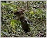 Animal flood! - chipmunk2.jpg