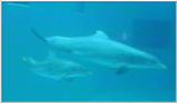 Animal flood! - dolphin.jpg