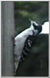 Animal flood! - Downy Woodpecker - wdpeckr.jpg