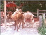 Zoo Animal: Camels