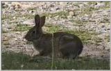 Animal flood! - rabbit.jpg