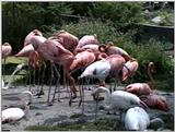 Animal flood! - flamingo.jpg