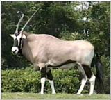 Animal flood! - gemsbok.jpg