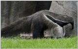 Animal flood! - anteater.jpg