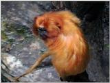 Animal flood! - Golden Lion Tamarin