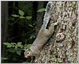 Animal flood! - grey squirrel (Sciurus carolinensis) - downtree.jpg