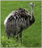Animal flood! - grtrrhea.jpg (Greater Rhea)