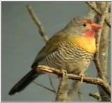 Animal flood! - pytilia.jpg - Green-winged Pytilia (Pytilia melba)