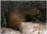 Animal flood! - agouti.jpg