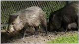 Animal flood! - peccary.jpg