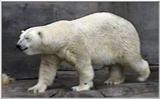 Animal flood! - polrbear.jpg - Polar Bear