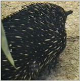 Animal flood! - echidna.jpg