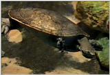 Animal flood! - turtle2.jpg