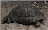 Animal flood! - turtle3.jpg