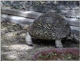 Animal flood! - turtle4.jpg