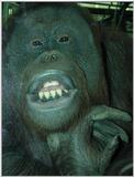 orang utan