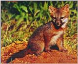 Zorro the fox