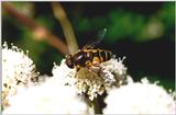 Syrphus ribesii