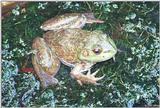 A few Bullfrogs 2