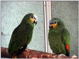 orange-winged Amazons (amazona amazonica)